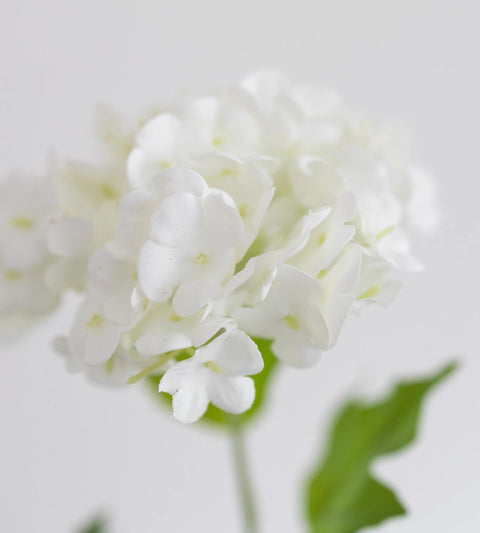 Gravity Hortensia Trio | Hvid