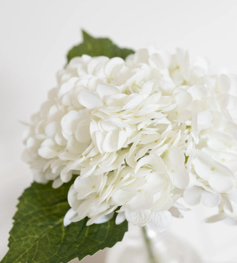 Gravity Hortensia | Hvid