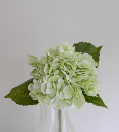 Gravity Hortensia | Lysegrøn