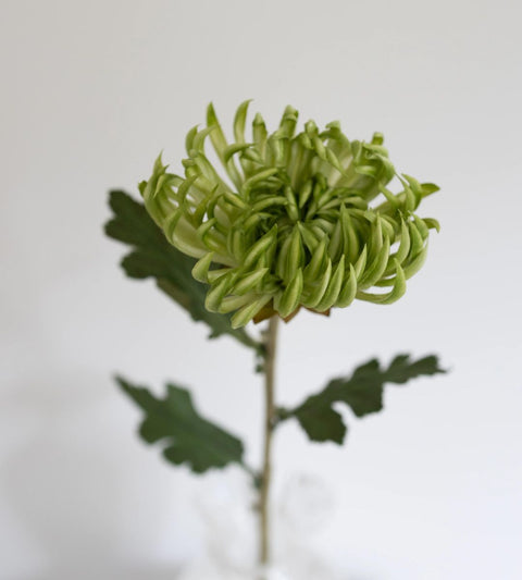 Gravity Kaktus Dahlia | Grøn