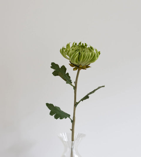 Gravity Kaktus Dahlia | Grøn