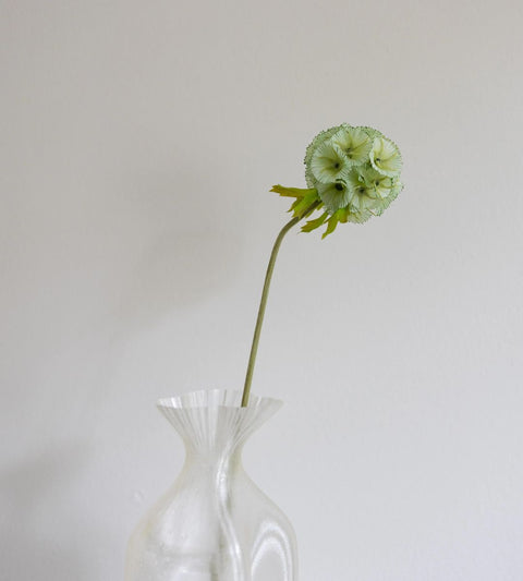 Gravity Scabiosa Flower | Green