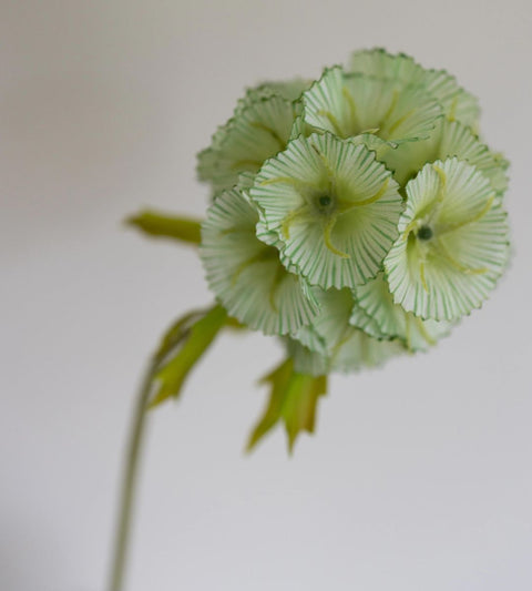Gravity Scabiosa Flower | Green