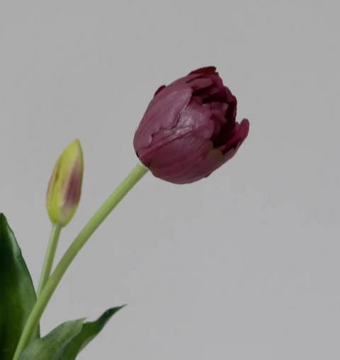 Gravity Tulipan | Bordeaux