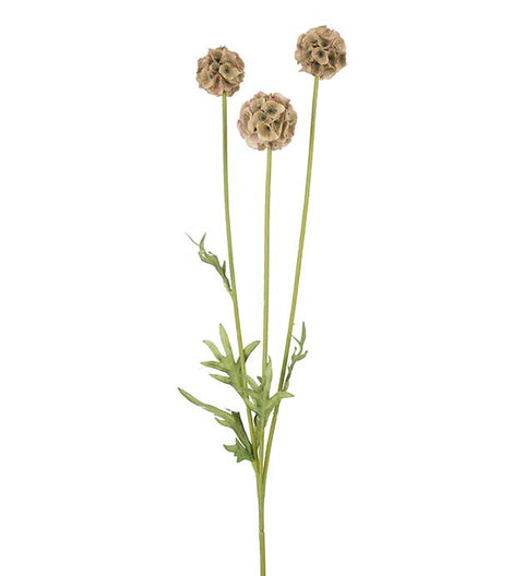 Gravity Scabiosa