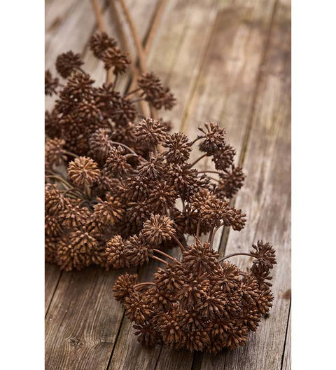 Gravity Angelica | Brun