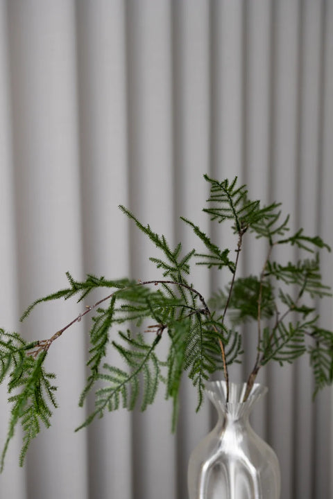Gravity Asparagus | Mørkegrøn